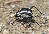 Stenocara gracilipes